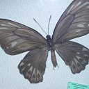 ���� ���������, �������, 62 ���� - ��������� 22 ���� 2012 � ������ �������