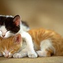 ���� ��������, �������, 62 ���� - ��������� 12 ������� 2011 � ������ ���� ����������