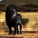 ���� ��������, ������, 22 ���� - ��������� 17 ����� 2013 � ������ ���� ����������