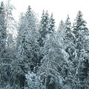  Serzh Van Der Maaremaan,  -  1  2009    