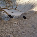 zapovednik &quot;ein gedi&quot;nedaleko ot mjortvogo morjka Israel      