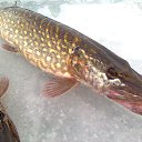 ���� ���������- ���� �������� !!, ������ - ��������� 9 ������� 2013 � ������ �9 ������� 2013� !!!!�