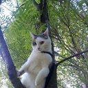 ���� Katushka, ������, 35 ��� - ��������� 15 ������� 2010 � ������ �������