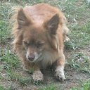 ���� Maks, �����������, 62 ���� - ��������� 15 ��� 2012