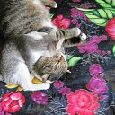 ���� ����, �����, 62 ���� - ��������� 15 ���� 2012 � ������ ���� �������ۻ