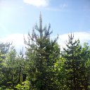  Serzh Van Der Maaremaan,  -  9  2010   