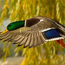 ���� ������, ����������, 49 ��� - ��������� 13 ��� 2012 � ������ ���� ����������