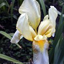 ���� ������, ���-����, 27 ��� - ��������� 17 ������� 2009 � ������ �����������