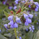 ���� ������, ���-����, 27 ��� - ��������� 17 ������� 2009 � ������ �����������