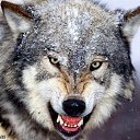 ���� �������� �������, ������, 63 ���� - ��������� 17 �������� 2012 � ������ �������