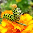 ���� ((... ����... )), ������������, 42 ���� - ��������� 31 ���� 2013 � ������ ���� ����������