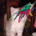 ���� N@tasha, ����������� - ��������� 11 ������� 2009 � ������ ������� ������� � ����