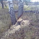 ���� ������, �������, 46 ��� - ��������� 30 ������� 2011 � ������ ���� ����������
