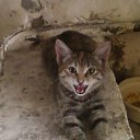 ���� ����, �����������, 60 ��� - ��������� 22 ����� 2012 � ������ ���� ����������