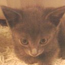 ���� ������, ���, 24 ���� - ��������� 15 ��� 2011 � ������ �PetLove�