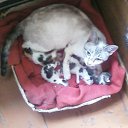 ���� �������, �����, 36 ��� - ��������� 19 ������� 2010 � ������ ����