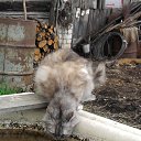 ���� ��������, ���������, 35 ��� - ��������� 9 ���� 2013 � ������ ����� ��� ������������