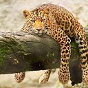 ���� ������� �������, �����-���������, 58 ��� - ��������� 4 �������� 2012