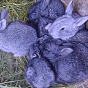 ���� ��������, ��������� - ��������� 17 ������ 2011 � ������ ���� ����������