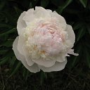  Karapuz,  -  30  2010