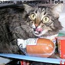  Serzh Van Der Maaremaan,  -  1  2009   