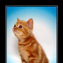 ���� �����k� ������, ����������, 49 ��� - ��������� 22 ������� 2010 � ������ �Demativators�