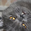 ���� ��������, �������� - ��������� 29 ������ 2011 � ������ �PetLove�