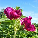 ����� � ���� �� ������� ����λ