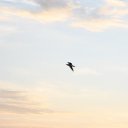 ���� �����, ������, 68 ��� - ��������� 6 ���� 2013 � ������ ���� ����������