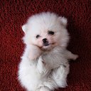  Lika,  -  3  2010      :)