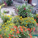  Nik, , 84  -  17  2012