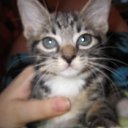 ���� ����, ������, 36 ��� - ��������� 2 ������� 2011 � ������ ���������