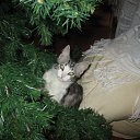 ���� �����, ��������, 33 ���� - ��������� 1 ������� 2009 � ������ ��������� � ��� ��, ��� � ������