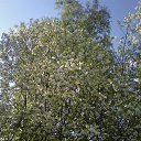 ���� �������� ��������, �����-��������, 51 ��� - ��������� 18 ������ 2013 � ������ ��Ψ ������Ż