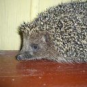  , -, 40  -  16  2011     