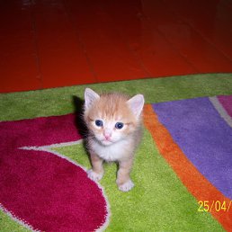 ���� �������, �����������, 54 ���� - ��������� 2 ������ 2011