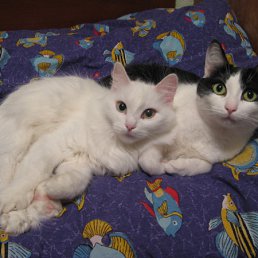 ���� �����, ������, 40 ��� - ��������� 16 ������ 2011