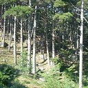  Serzh Van Der Maaremaan,  -  2  2009   