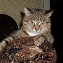 ���� ˸���, ����, 51 ��� - ��������� 6 ���� 2010