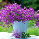  Tatjana, , 61  -  8  2013    