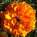 ���� ������, ������, 59 ��� - ��������� 21 ������� 2012 � ������ ���� ����