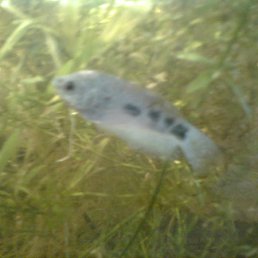 ���� ���������, �����������, 49 ��� - ��������� 5 �������� 2011