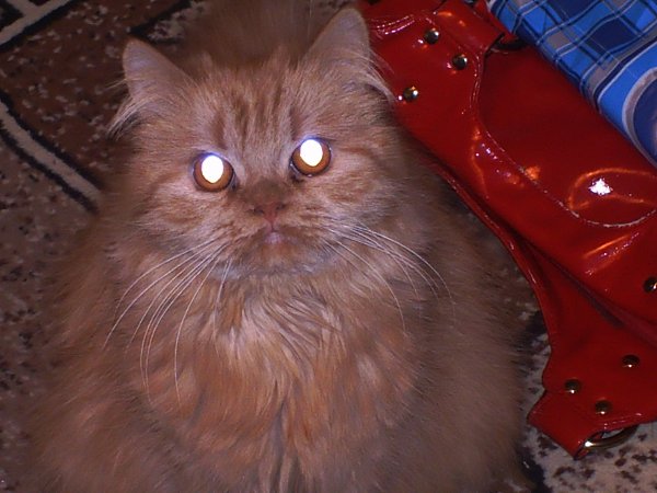 Фотография «Мой питомец» - Людмила Кондратьева, Стерлитамак Фото: Людмила Кондратьева, Стерлитамак в конкурсе "Мой питомец"