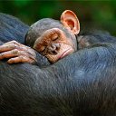 ���� �������, �������, 44 ���� - ��������� 19 ����� 2010