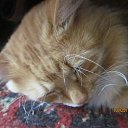 ���� ������, �����-���������, 54 ���� - ��������� 2 ���� 2013 � ������ ����� ��� ������������