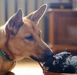 ���� ������, �����-���������, 85 ��� - ��������� 20 ���� 2011