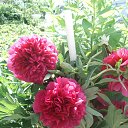 ���� �������, ������ ��������, 71 ��� - ��������� 11 ���� 2013 � ������ ���� ����������