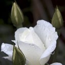  Nadin))) , - -  23  2010   