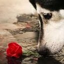 ���� Volk, �������, 46 ��� - ��������� 16 ������� 2012 � ������ �������