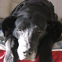 ���� ���, ������ - ��������� 2 ������ 2009 � ������ �In Memory of Nos, The Dog (R.I.P)�